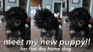 we got a maltipoo puppy vlog!! *8 weeks old*