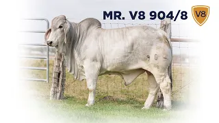 Mr. V8 904/8 Brahman Bull Selling in Jones Cattle Company Sale