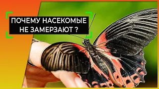 КАК ЗИМУЮТ насекомые? Истории из мира животных. С субтитрами.