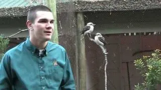 Laughing Kookaburras