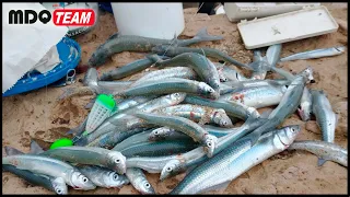 PESCA DE PEJERREY - LOS PESCADORES NO PUEDEN CREER TANTA CANTIDAD