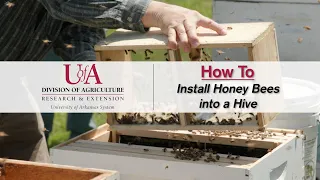 How to Install Honey Bees into a Hive