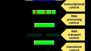 Regulation of gene expression | Wikipedia audio article