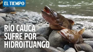 Sequía del río Cauca, causado por Hidroituango | EL TIEMPO