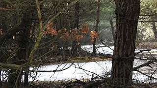 Sójka naśladuje żurawia