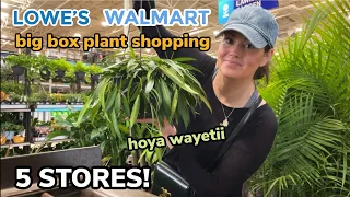HUGE HOYA At Lowe's! Big Box Plant Shopping At FIVE Walmart & Lowe's - Houseplants & Indoor Plants