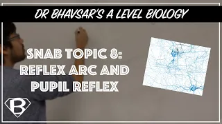 SNAB topic 8: reflex arc and pupil reflex