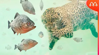 WENN DER JAGUAR IN DEN PIRANHAS-FLUSS EINTRITT