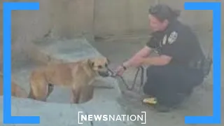 Dog rescued from gorilla cage at San Diego Zoo | NewsNation Prime