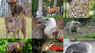 Животный мир Кавказа #video #животный_мир #животные #кавказ #кавказец #медведь #орёл #рысь #кабан