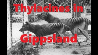 Gippsland Tigers - 2 Thylacines disturbed while feeding on a deer carcass.