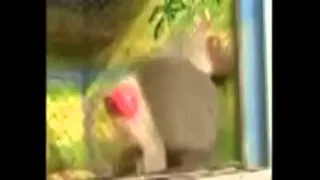 Funny monkey // Забавные обезьянки
