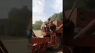 МОЛОТИМО ПШЕНИЦЮ НА ГОРОДАХ КОМБАЙНОМ MASSEY FERGUSON 186