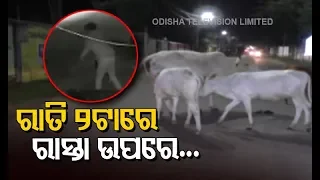 Footage Of Miscreants Stealing Cow In Balasore Caught On CCTV