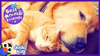 Sweetest Dog Was ‘Mom’ To A Baby Cat — Now They’re Best Friends | Animal Videos For Kids | Dodo Kids