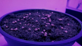 Growing Coriander from seed Time Lapse