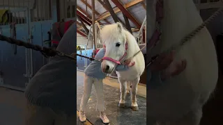 Surprised our daughter with a new pony🥹💖 #shortsvideo #horse #pony