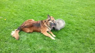 Badger Tor playing with Dog