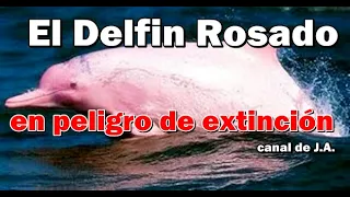 El Delfin Rosado del Amazonas en peligro de extinción