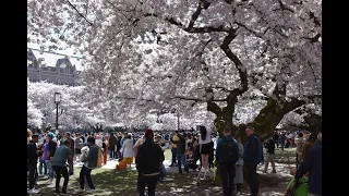 2024 University of Washington (UW) cherry blossom festival - Seattle