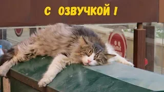 СМЕШНЫЕ КОТЫ С ОЗВУЧКОЙ – Лютые приколы с котами и кошками (Смешные кошки, новые мемы) 2019