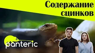 Содержание сцинков. Кого выбрать?