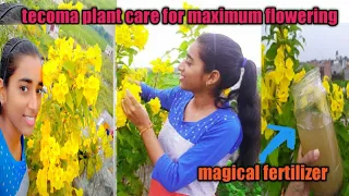 magical fertilizer for tecoma flower plant. promote maximum flowering 🤗🤗