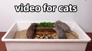 Cat TV🐭rats for cats and dogs to watch🐭video to relax your pets🐭