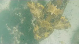 Wobbegong Shark Encounter while Snorkeling at Gordon's Bay