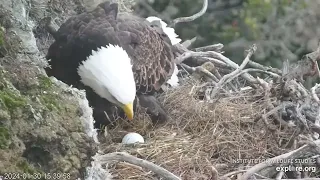 First Egg is Here for Thunder & Akecheta West End Catalina Island explore.org 1-30-24