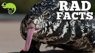 Argentine Tegus - 21 Stinkin' Rad Facts!