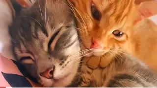 The Funniest and Cutest Cats Ever - FUNNY CAT VIDEOS 2021 YUFUS