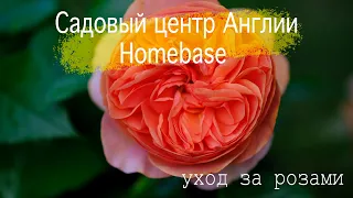 Розы в саду 2022. Садовый центр Англии - Homebase. Уход за розами весной.