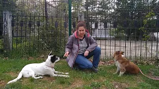 Как научить собаку не ревновать (работа с ресурсной агрессией)