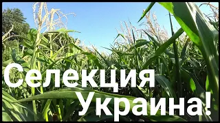 Выращиваем кукурузу в аномальном 2020г. Украинская селекция.