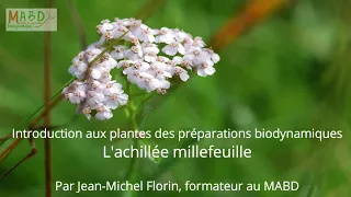 Introduction aux plantes des préparations biodynamiques : l'achillée millefeuille – MABD