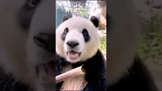 Satisfying panda munches on bamboo