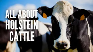 Holstein Cows – Breed Profile, Facts and Care