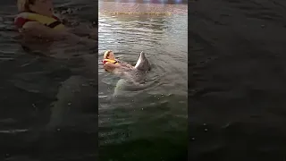Танец с дельфином на озере Донузлав. Крым 2019