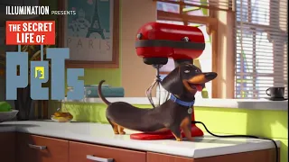 The Secret Life Of Pets | Meet Buddy (HD) | Illumination