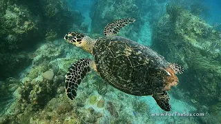 Learning to Sea - Sea Turtles