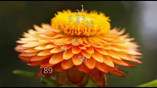 Fibonacci Folge