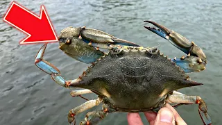 How To Make a Trotline [and catch more CRABS]