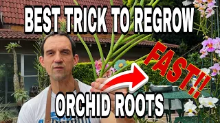 HOW TO REGROW ORCHID ROOTS FAST / VANDA ORCHID WITH NO ROOTS