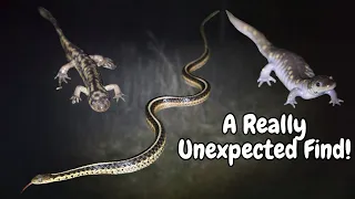 Unexpected Snake Encounter and Late Season Tiger Salamanders!