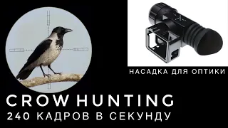 Crow Hunting 240 кадров в секунду+обзор насадки