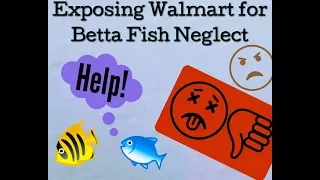 Exposing Walmart for Betta Fish Neglect #helpthebettas