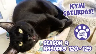 ICYMI Caturday! * Lucky Ferals S4 Episodes 120 - 129 * Cat Family Vlog