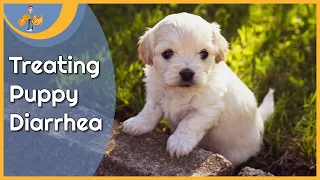 Treating Puppy Diarrhea at Home (and when to worry)