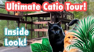 A Cats Paradise: Explore Two Stunning Custom Catios!
